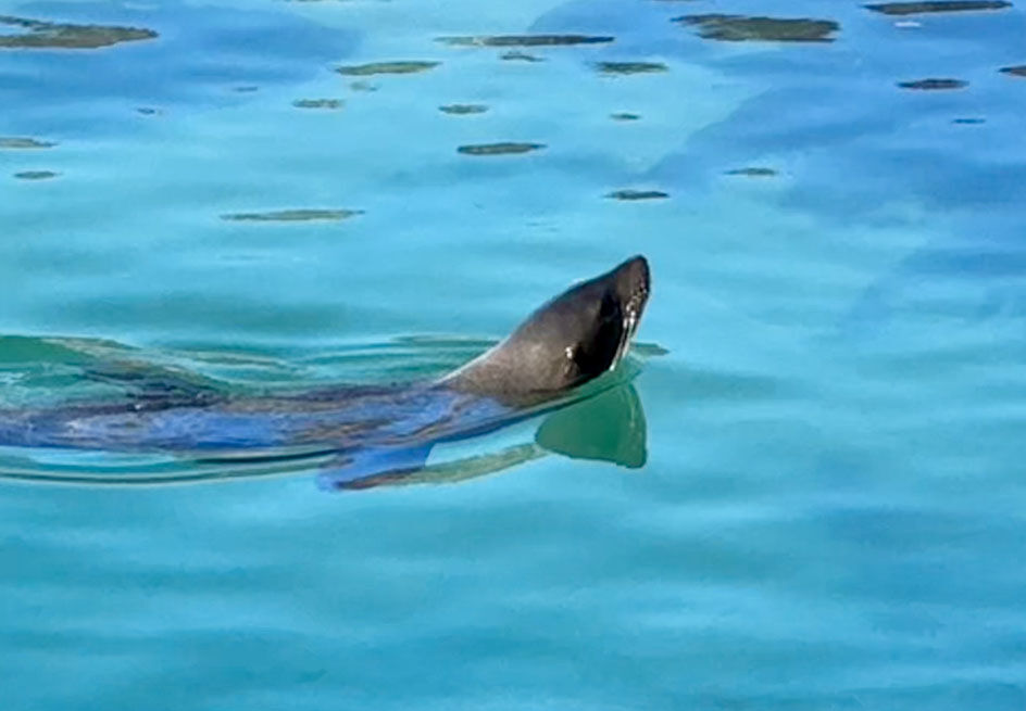 Fok kuduzu uyarısı! İnsanlara saldırtan hastalık uzmanları korkuttu: Yeni ortaya çıktı, emsalsiz - 4. Resim