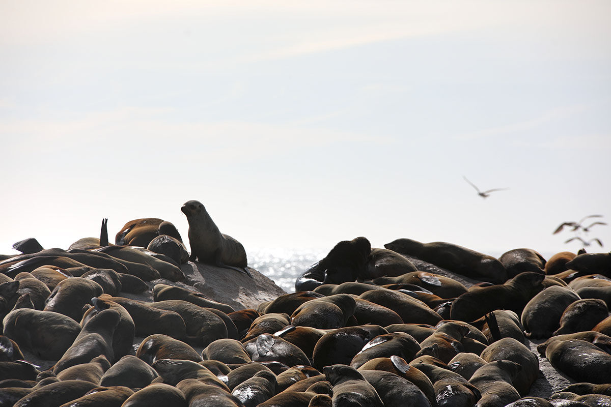 Fok kuduzu uyarısı! İnsanlara saldırtan hastalık uzmanları korkuttu: Yeni ortaya çıktı, emsalsiz - 2. Resim