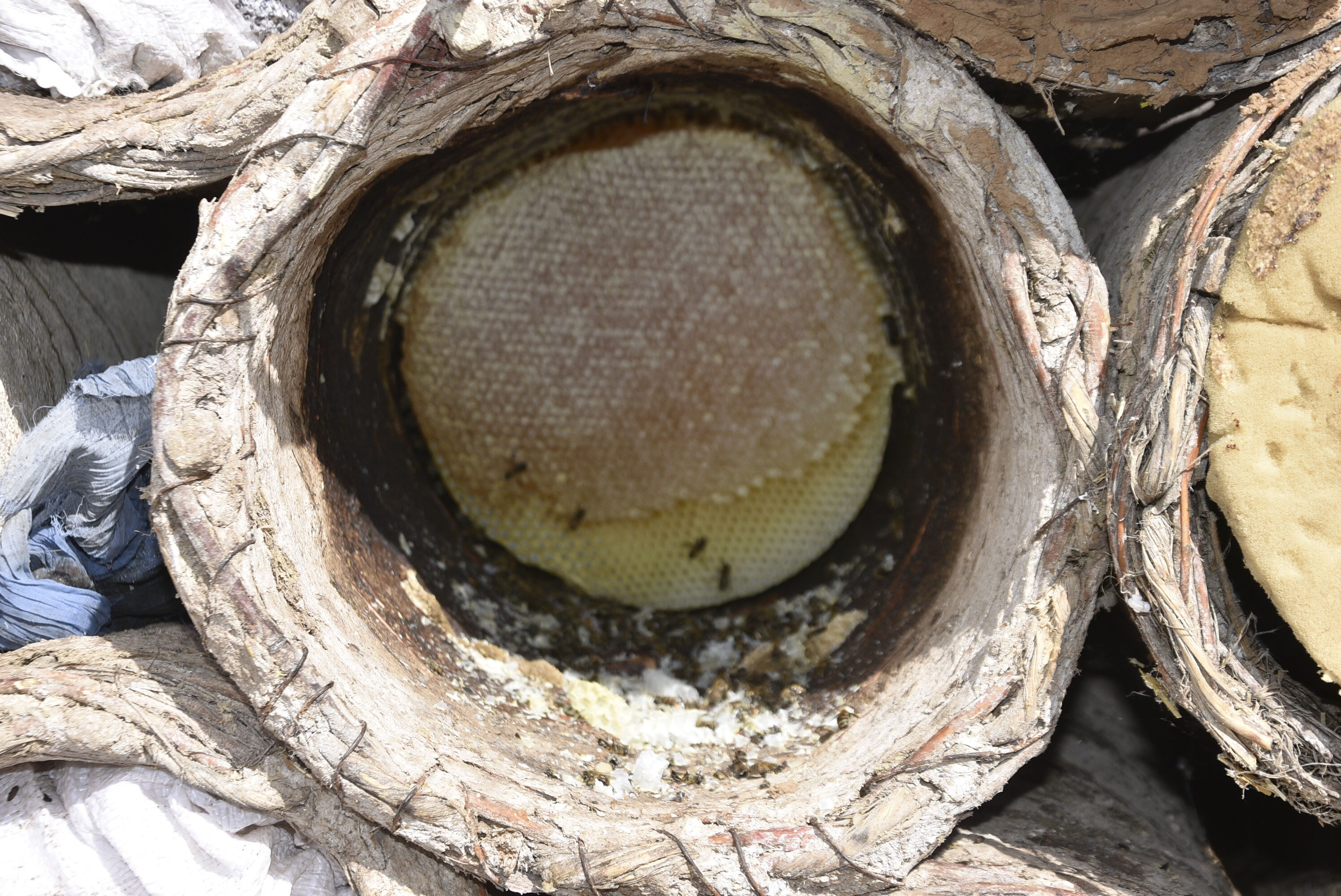 Hasat başladı! Dünyaca ünlü karakovan balının kilosu 2 bin liradan satılıyor - 4. Resim