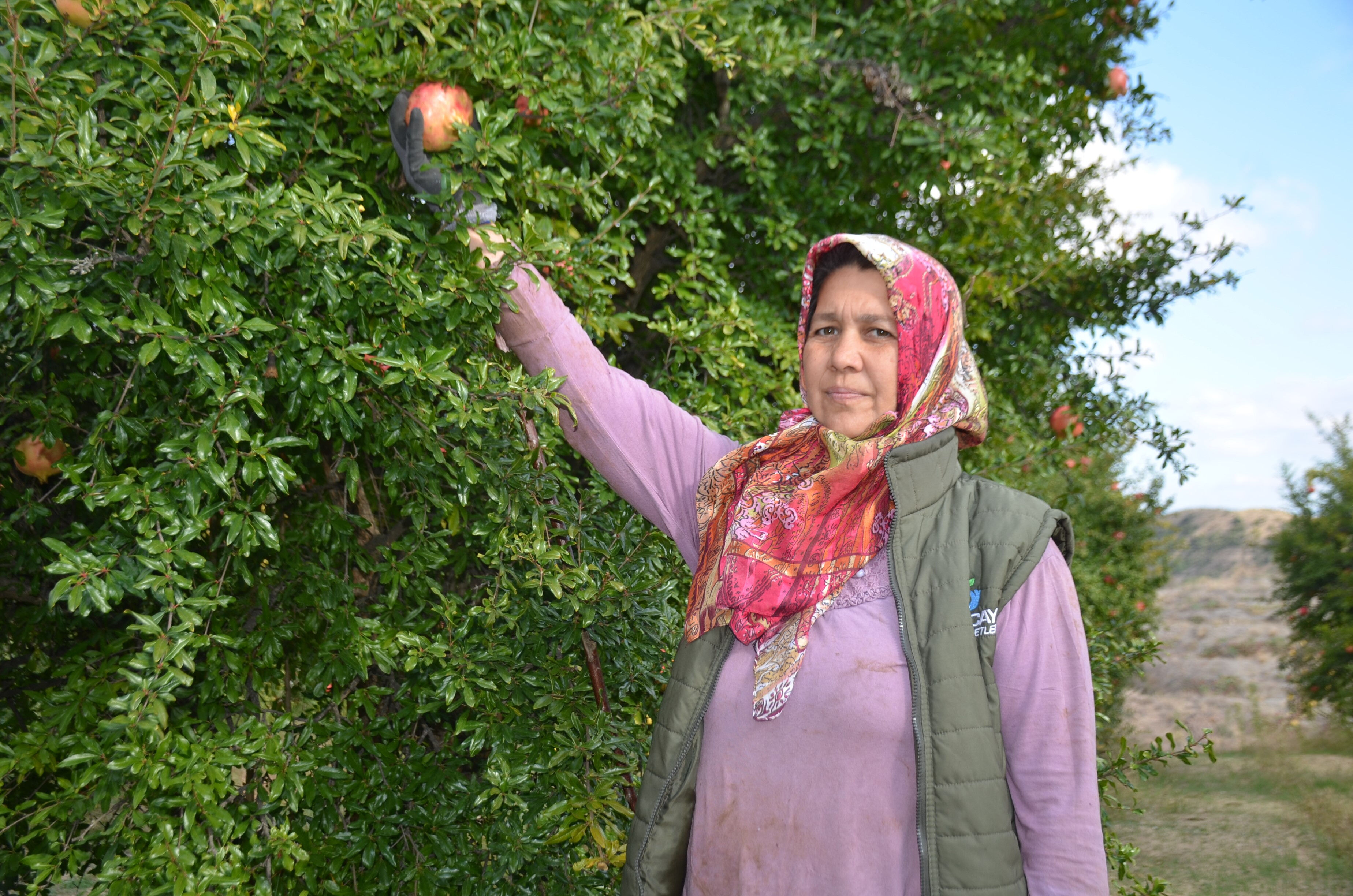 İçine kurt girmeyen tek meyvedir, hiçbir yerde bu kadar lezzetlisi yok - 1. Resim