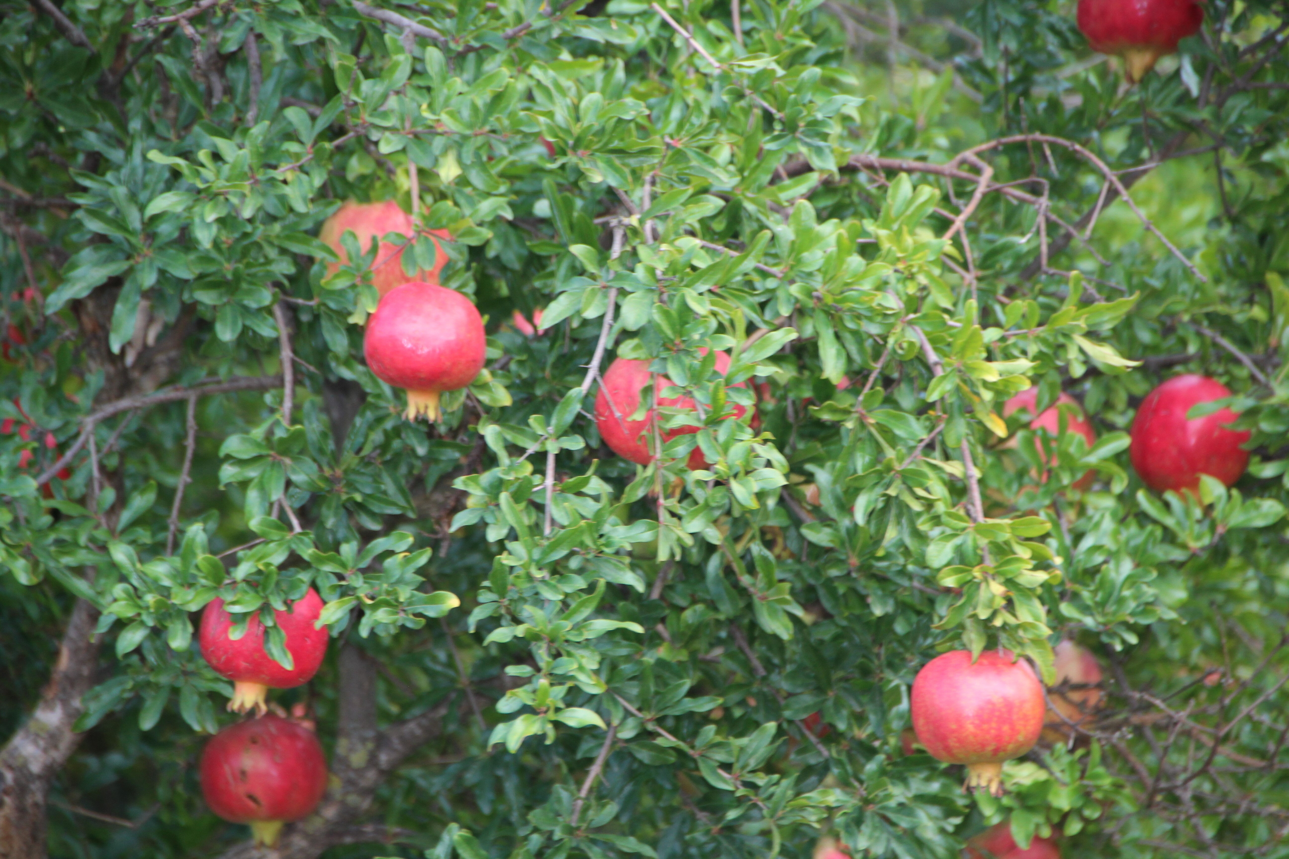 İçine kurt girmeyen tek meyvedir, hiçbir yerde bu kadar lezzetlisi yok - 3. Resim