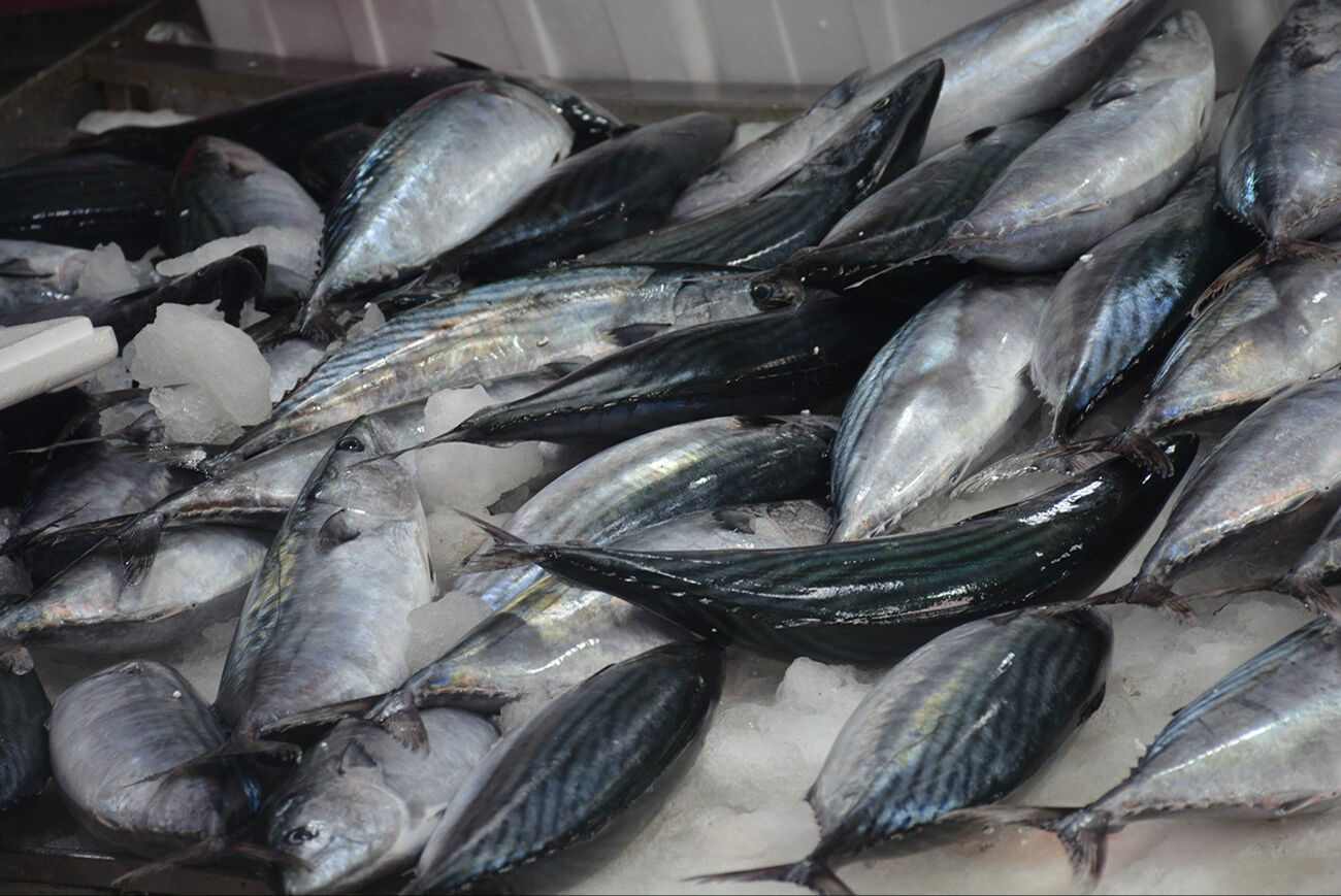 Denizden resmen palamut fışkırıyor! Fiyatını duyan tezgahlara akın etti Denizden resmen palamut fışkırıyor! Fiyatını duyan tezgahlara akın etti - 2. Resim