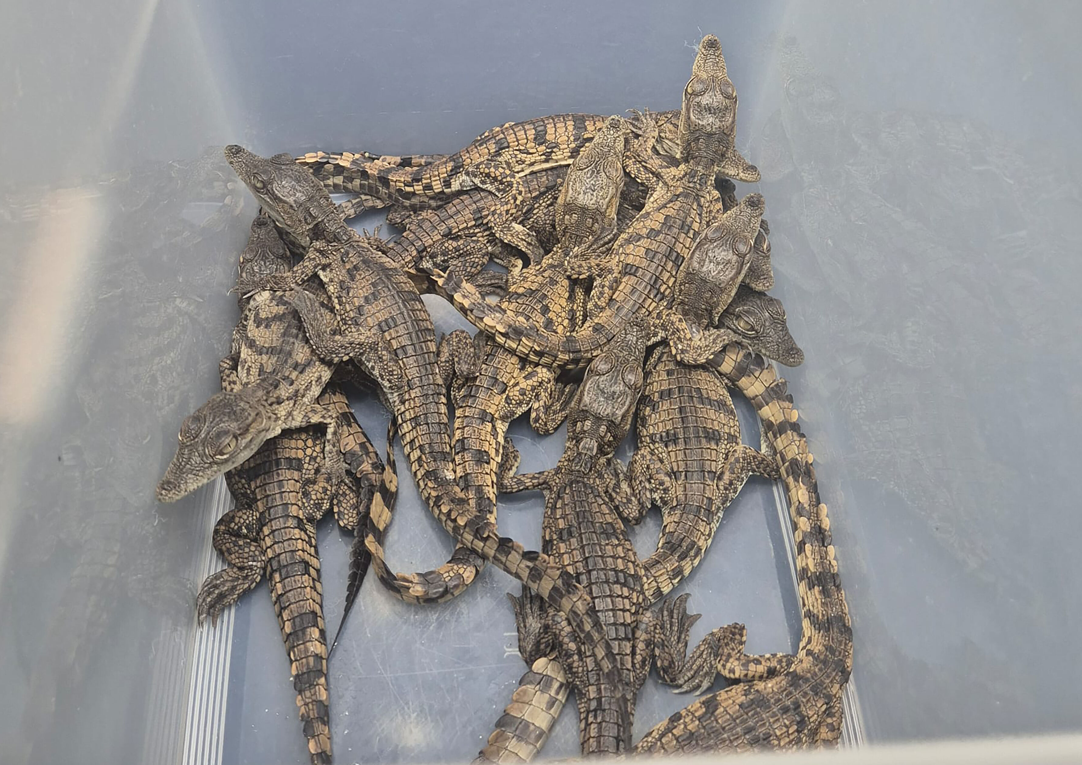 Bir valizin içinde bulundu! Mısır'dan Türkiye'ye getirilen 17 Nil timsahı ile 10 Nil varanına el konuldu - 1. Resim