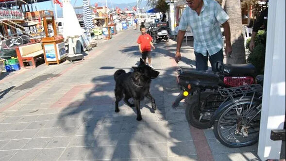 Fethiye'de siyah kurt köpeğinin saldırdığı polis hastaneye kaldırıldı - 2. Resim