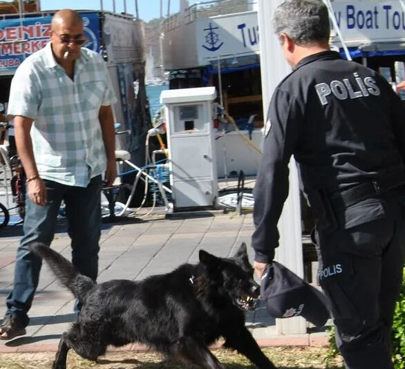 Fethiye'de siyah kurt köpeğinin saldırdığı polis hastaneye kaldırıldı - 1. Resim