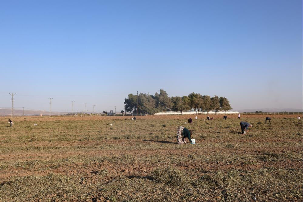 Hatay'da 30 dönümlük arazide hasat yapan çiftçi geri kalanını vatandaşa bıraktı - 1. Resim