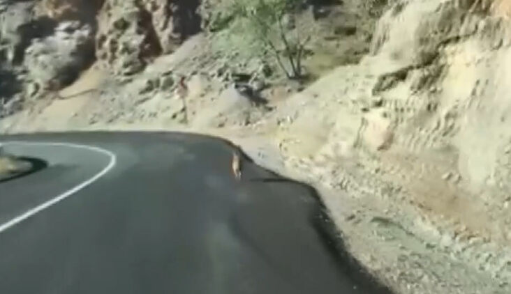 Kurt, Erzincan'ın Kemaliye ilçesinde karayoluna indi - 1. Resim