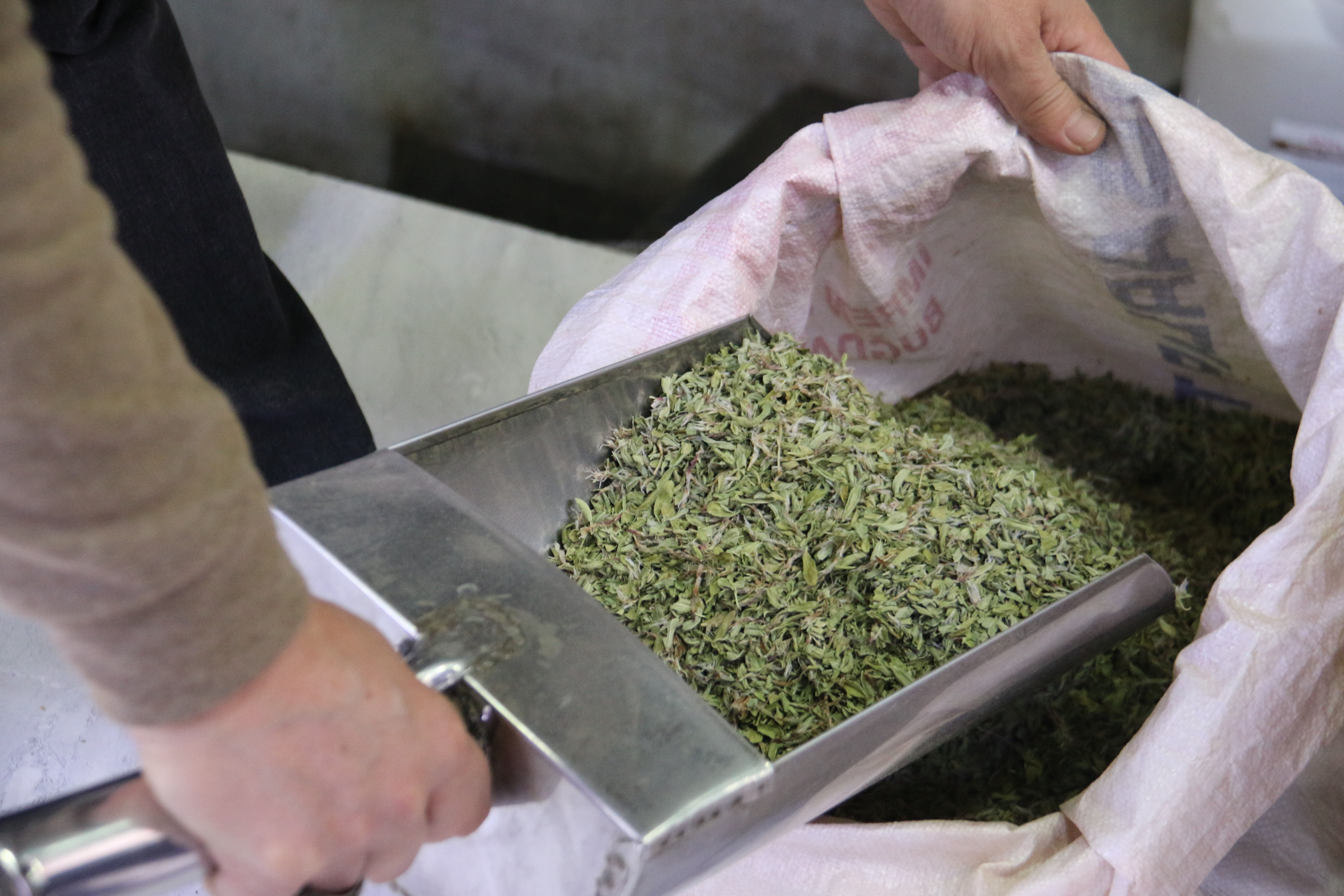 Kurutulunca fiyatı 100 TL'den 500 TL'ye çıkıyor! Toplaması sabır işi - 2. Resim