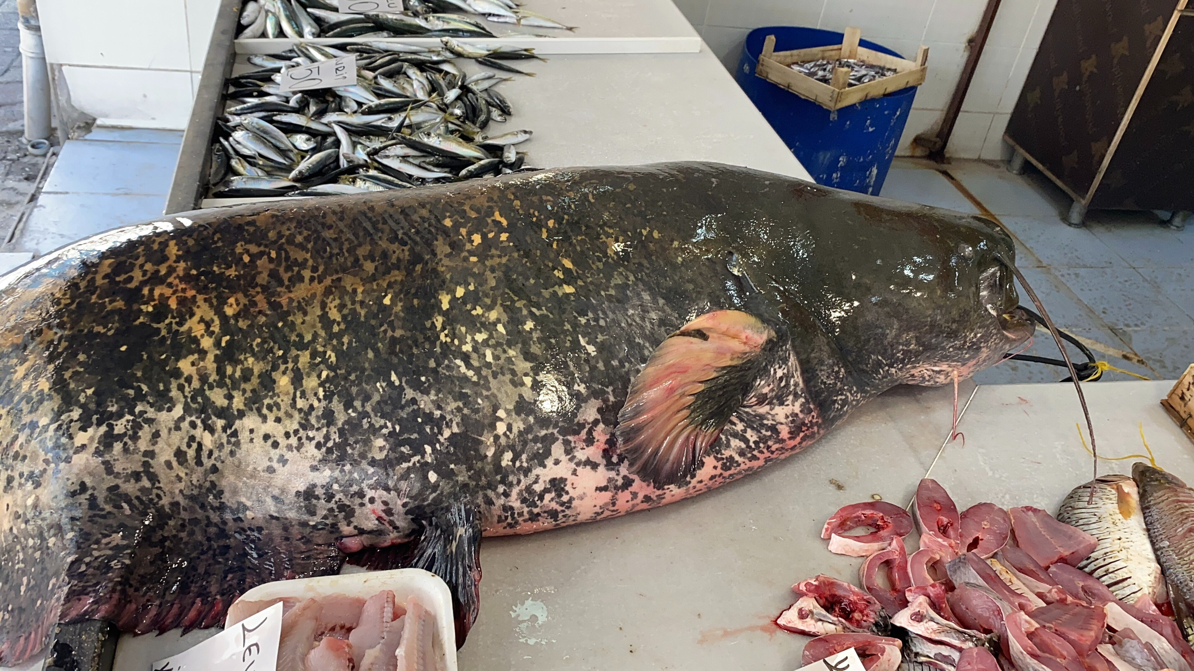 Meriç canavarını yakaladılar! 2 metre boyunda, 65 kilogram ağırlığında - 2. Resim