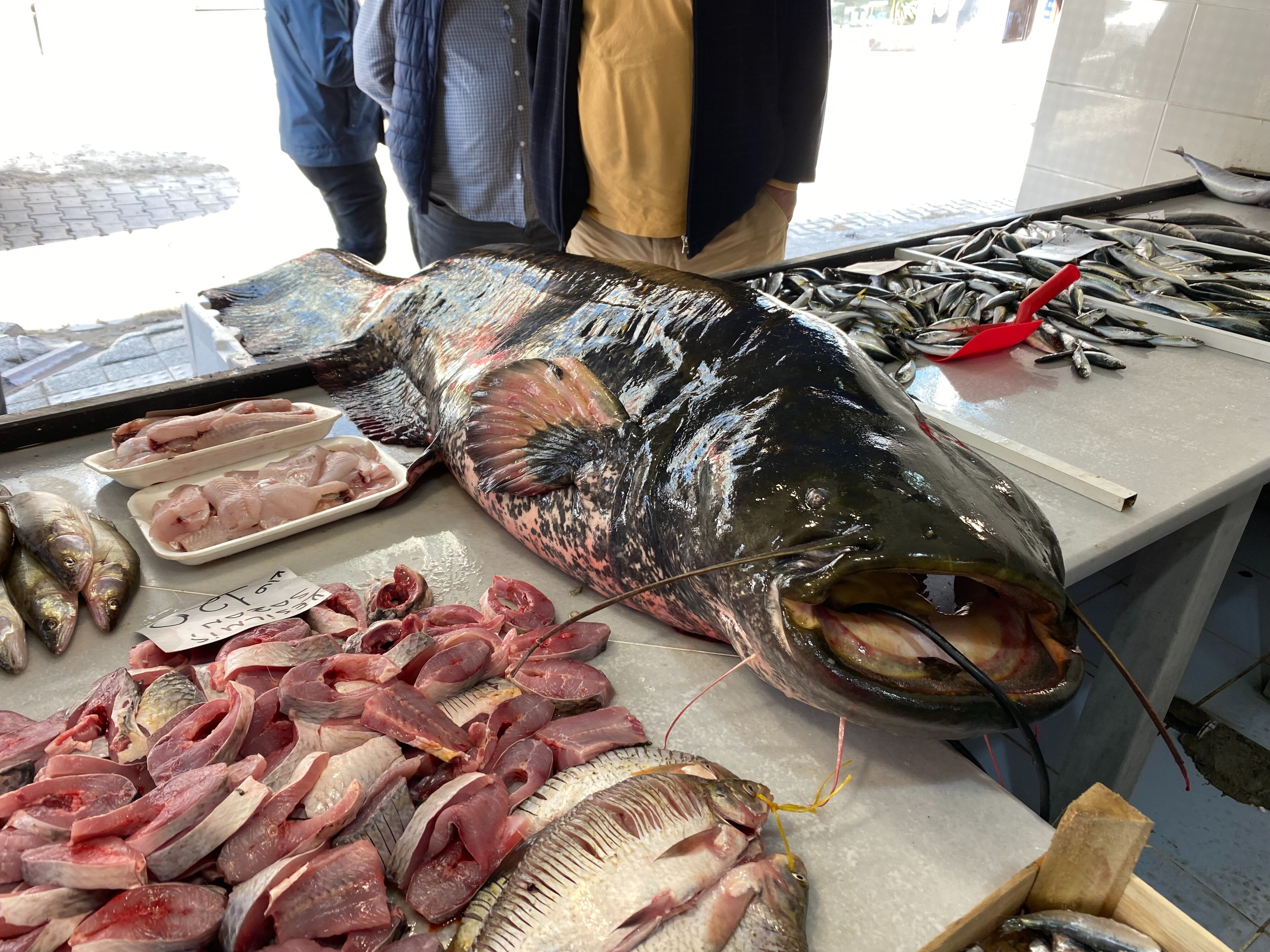 Meriç canavarını yakaladılar! 2 metre boyunda, 65 kilogram ağırlığında - 1. Resim