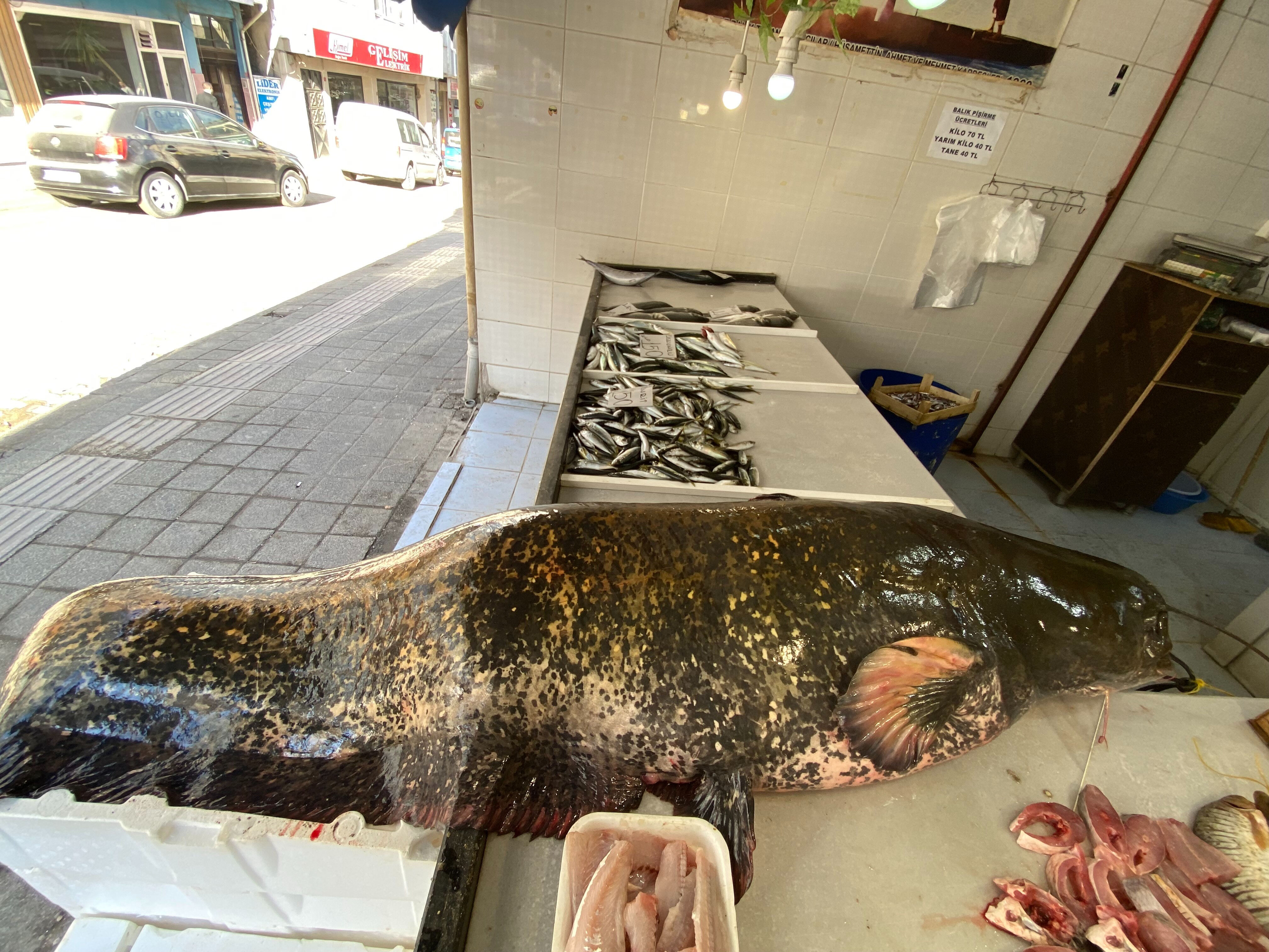 Meriç canavarını yakaladılar! 2 metre boyunda, 65 kilogram ağırlığında - 3. Resim