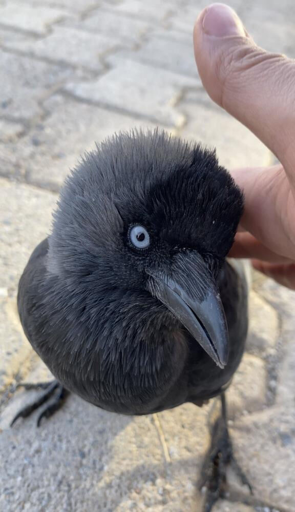 Genç kızın sosyal medyada paylaştığı karga videosu başını ağrıttı! Şikayetler peş peşe geldi, karakolluk oldu - 1. Resim