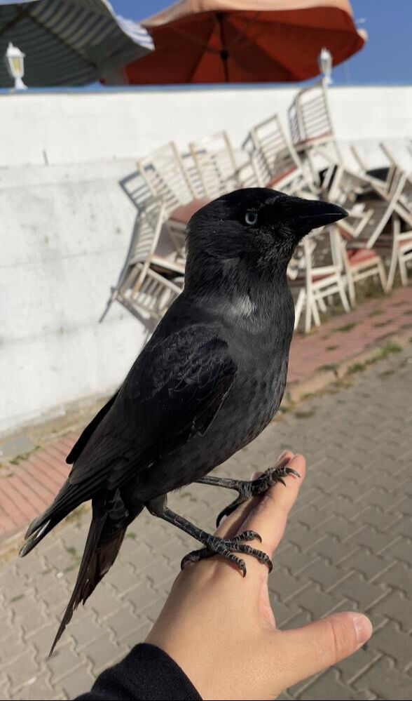 Genç kızın sosyal medyada paylaştığı karga videosu başını ağrıttı! Şikayetler peş peşe geldi, karakolluk oldu - 2. Resim