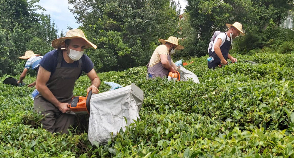 Gözler Tarım ve Orman Bakanlığı'nda! ÇAYKUR çay parası ne zaman yatacak? - 2. Resim