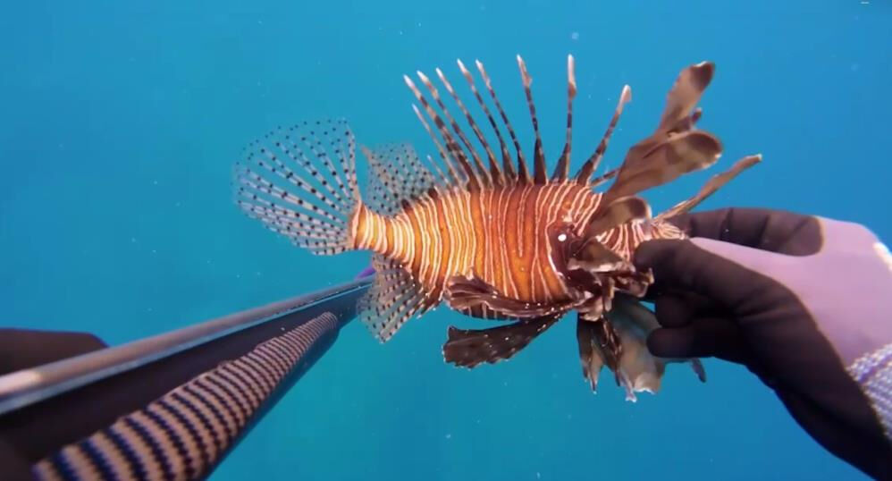 Ölü sanıp yanına yanına yaklaştı, elini sokunca anladı! Aslan balığı hastanelik etti - 1. Resim