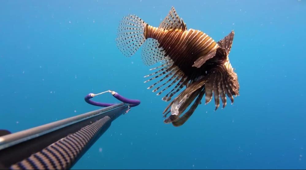 Ölü sanıp yanına yanına yaklaştı, elini sokunca anladı! Aslan balığı hastanelik etti - 2. Resim