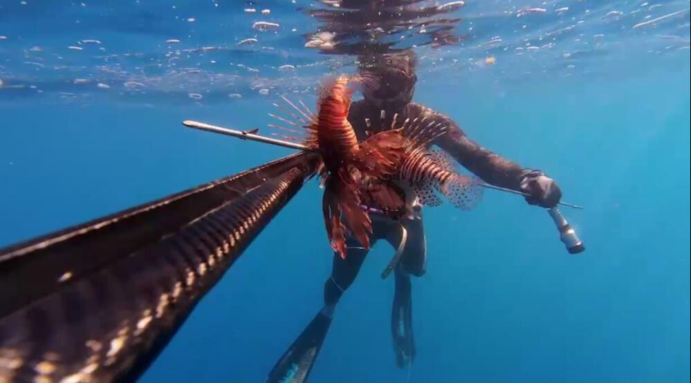 Ölü sanıp yanına yanına yaklaştı, elini sokunca anladı! Aslan balığı hastanelik etti - 6. Resim