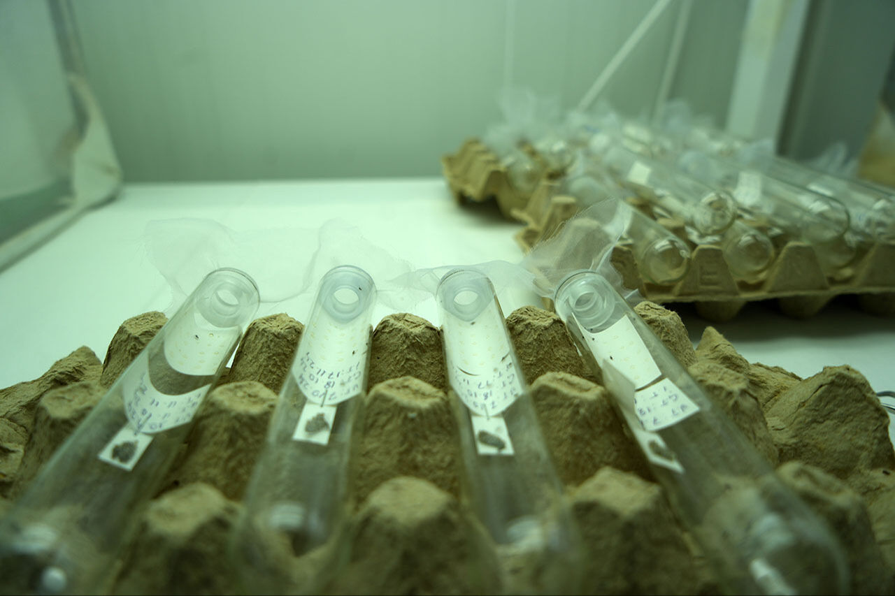 Kahverengi kokarca istilasıyla mücadele 10 kat arttı! Samuray arıları 34 şehre salındı Kahverengi kokarca ilaç dinlemiyor! Samsun'da samuray arısı üretimi 10 katına çıkarıldı - 1. Resim