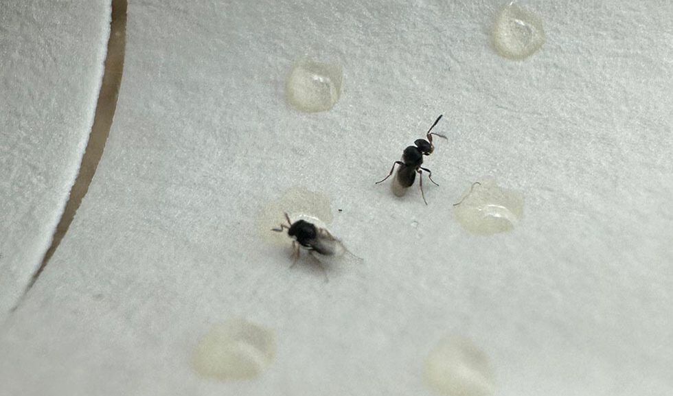 Kahverengi kokarca istilasıyla mücadele 10 kat arttı! Samuray arıları 34 şehre salındı Kahverengi kokarca ilaç dinlemiyor! Samsun'da samuray arısı üretimi 10 katına çıkarıldı - 6. Resim