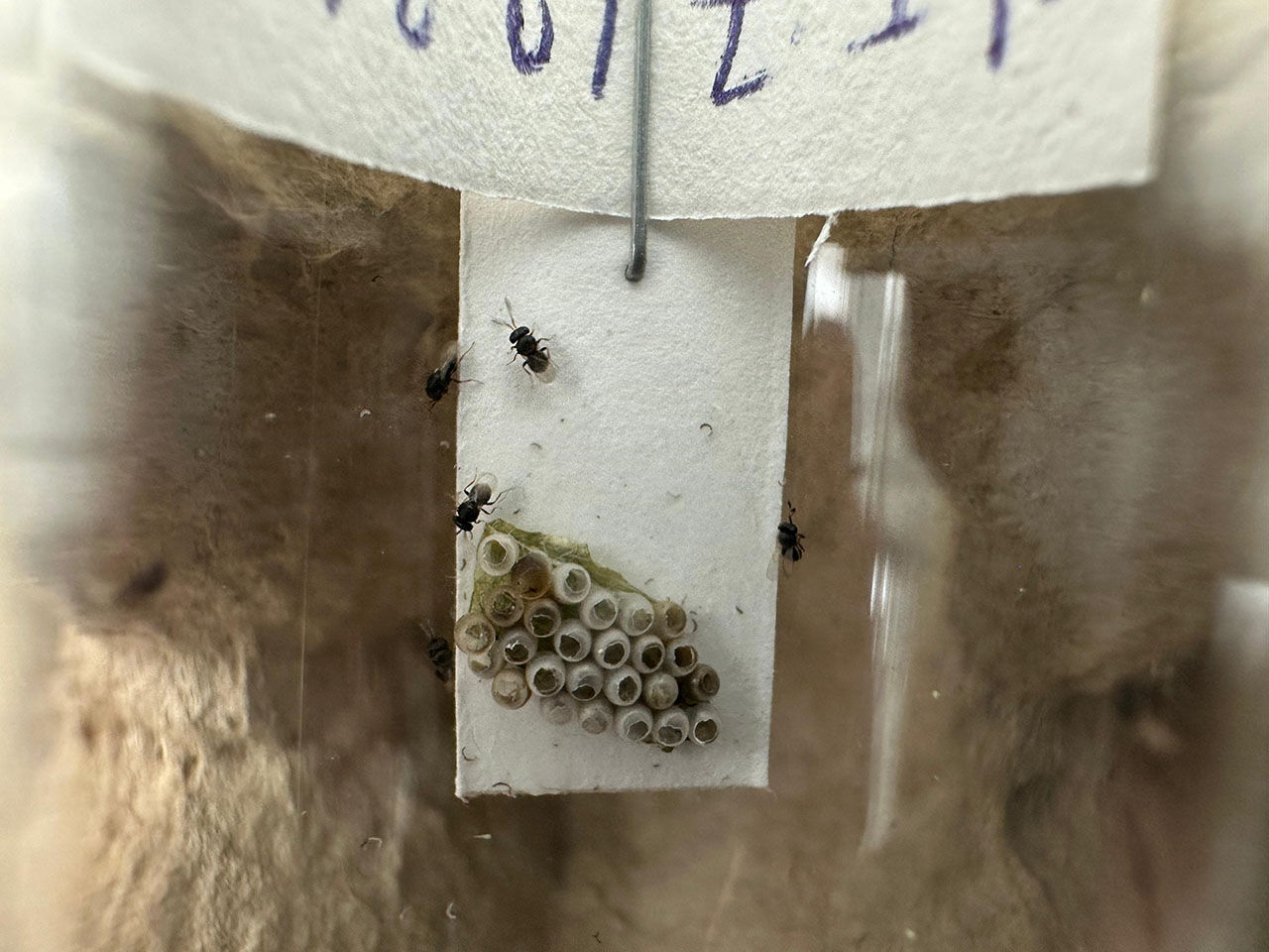 Kahverengi kokarca istilasıyla mücadele 10 kat arttı! Samuray arıları 34 şehre salındı Kahverengi kokarca ilaç dinlemiyor! Samsun'da samuray arısı üretimi 10 katına çıkarıldı - 2. Resim