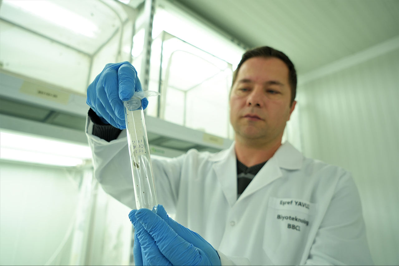 Kahverengi kokarca istilasıyla mücadele 10 kat arttı! Samuray arıları 34 şehre salındı Kahverengi kokarca ilaç dinlemiyor! Samsun'da samuray arısı üretimi 10 katına çıkarıldı - 5. Resim