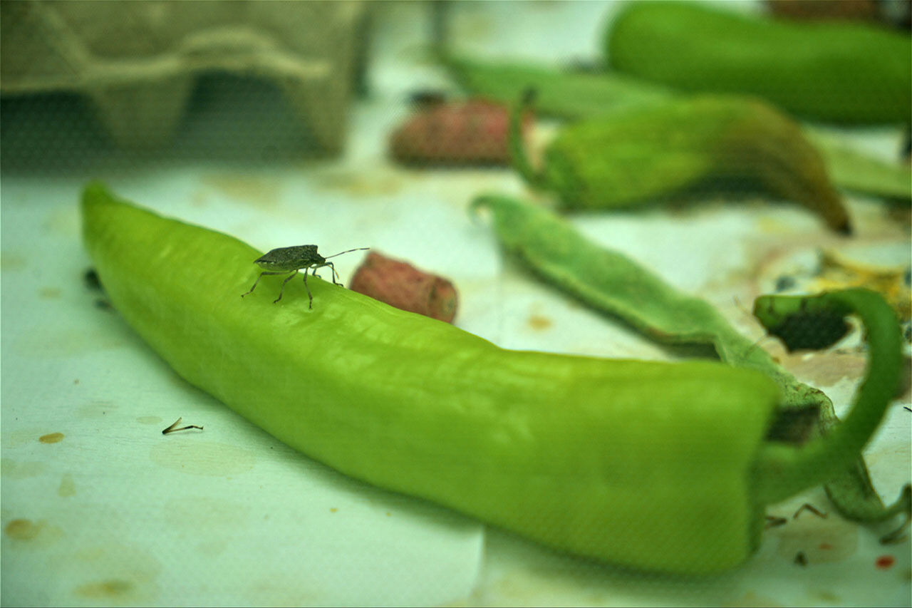 Kahverengi kokarca istilasıyla mücadele 10 kat arttı! Samuray arıları 34 şehre salındı Kahverengi kokarca ilaç dinlemiyor! Samsun'da samuray arısı üretimi 10 katına çıkarıldı - 4. Resim