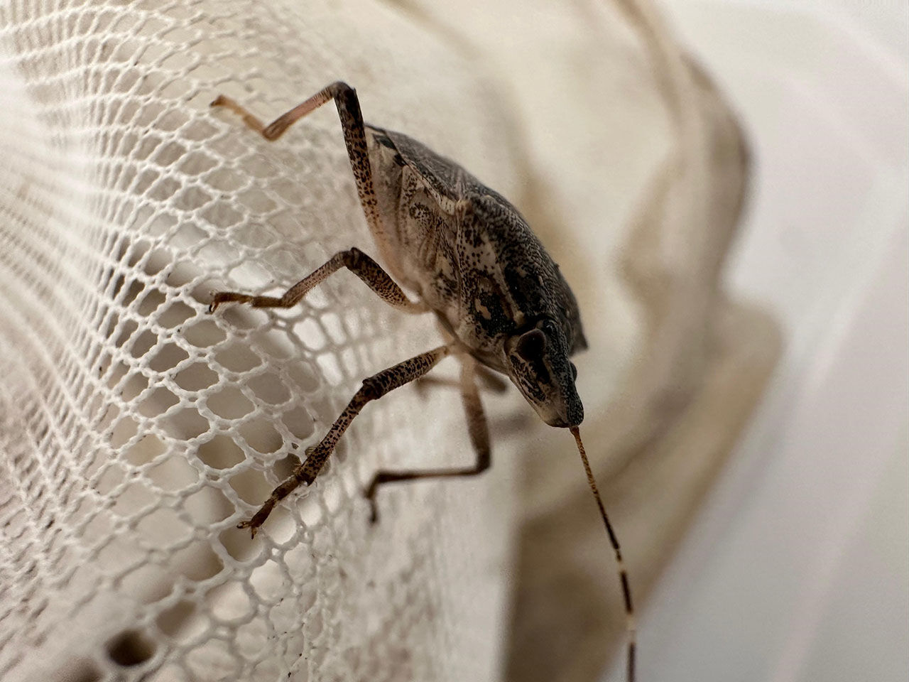 Kahverengi kokarca istilasıyla mücadele 10 kat arttı! Samuray arıları 34 şehre salındı Kahverengi kokarca ilaç dinlemiyor! Samsun'da samuray arısı üretimi 10 katına çıkarıldı - 3. Resim