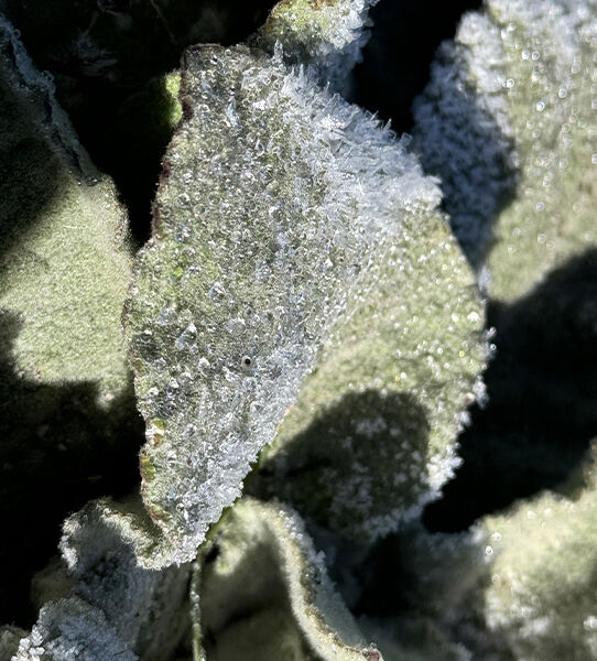 Kars ve Ardahan'da soğuk hava camları dondurdu - 5. Resim