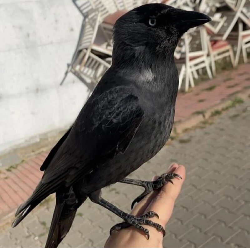 Sosyal medyadaki karga videosu nedeniyle karakolluk olan Azra Boysak kimdir? - 3. Resim