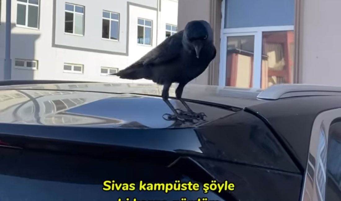 Sosyal medyadaki karga videosu nedeniyle karakolluk olan Azra Boysak kimdir? - 2. Resim