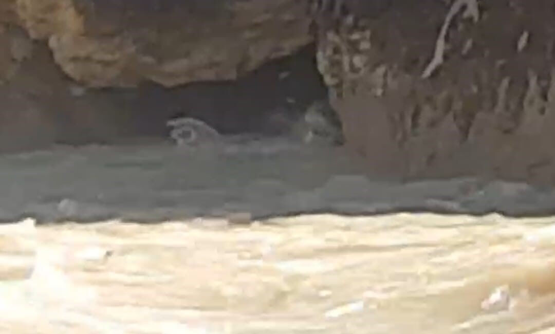 Suda görünce neye uğradığını şaşırdı! Gerçek sonradan ortaya çıktı - 1. Resim