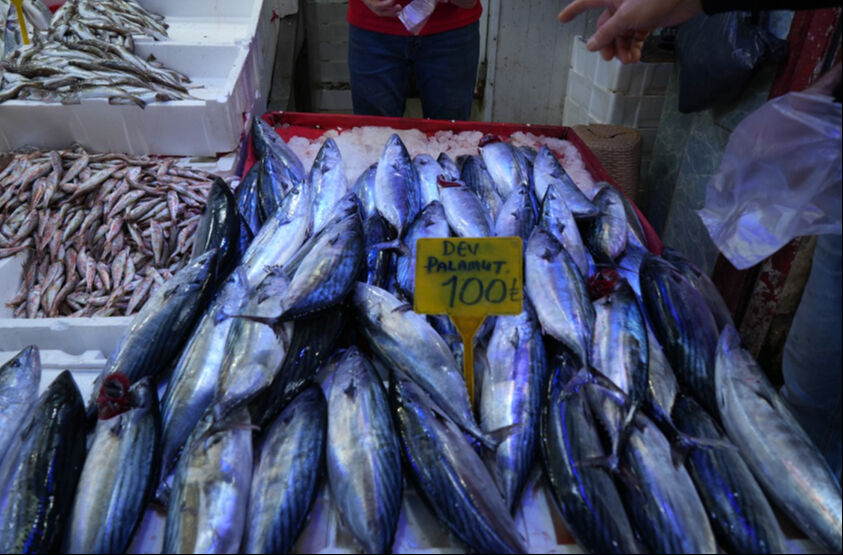 Balıkçıları bile şaşırtan palamut bereketi yüzleri güldürdü! 1,5 kiloluk palamut 100 TL Balıkçıları bile şaşırtan palamut bereketi yüzleri güldürdü! 1,5 kiloluk palamut 100 TL - 1. Resim