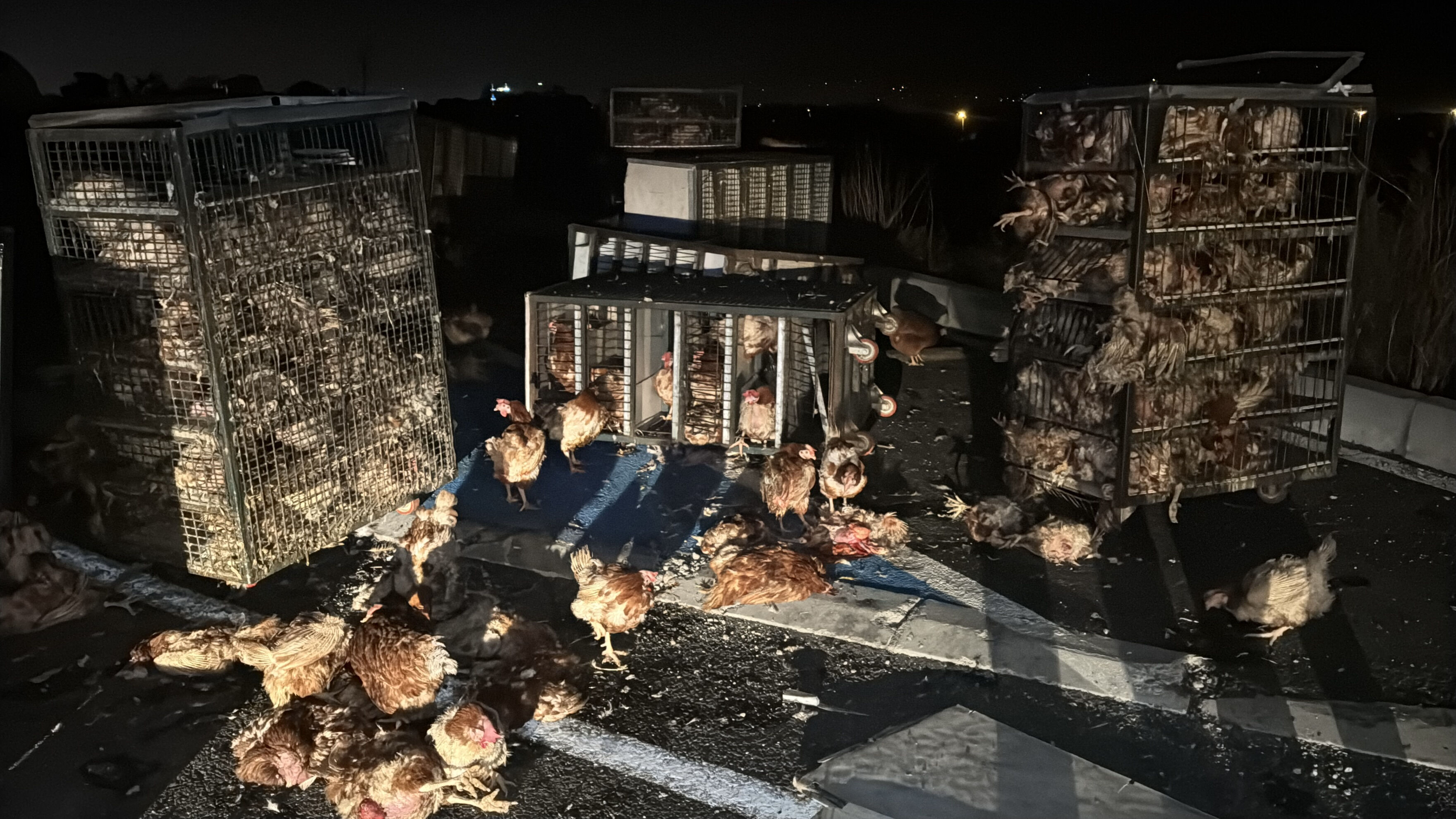 Bolu'da feci kaza! 7 bin tavuk canlı canlı yola saçıldı Bolu'da feci kaza! 7 bin tavuk canlı canlı yola saçıldı - 1. Resim