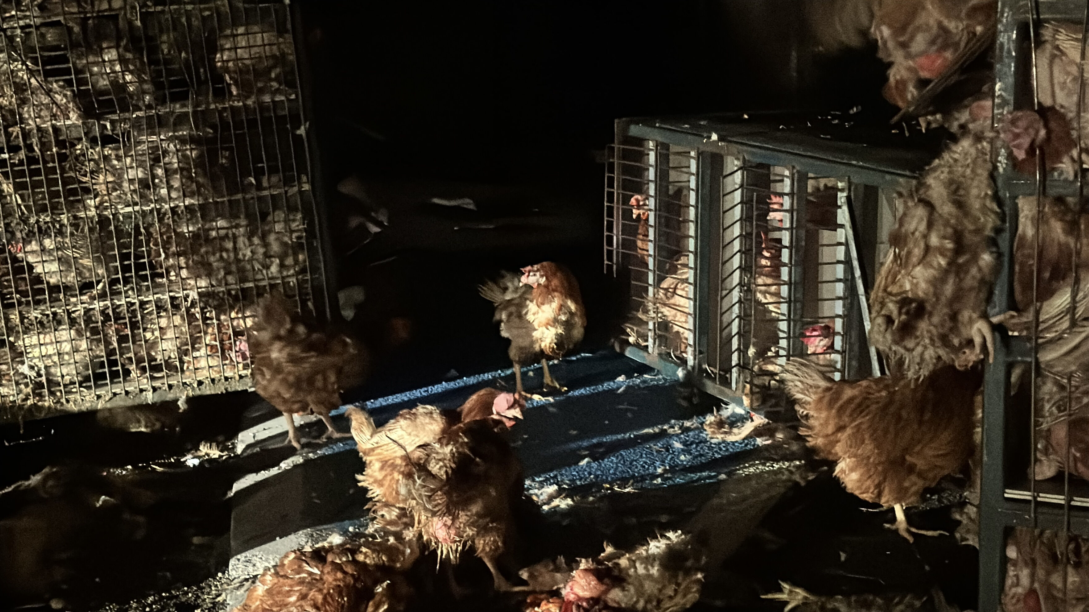 Bolu'da feci kaza! 7 bin tavuk canlı canlı yola saçıldı Bolu'da feci kaza! 7 bin tavuk canlı canlı yola saçıldı - 2. Resim