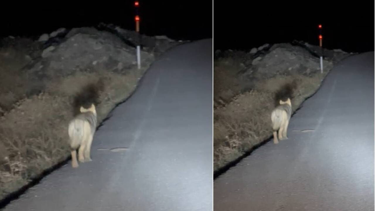 Hakkari'de aç kalan kurtlar şehre indi! O anlar tedirginliğe neden oldu - 1. Resim