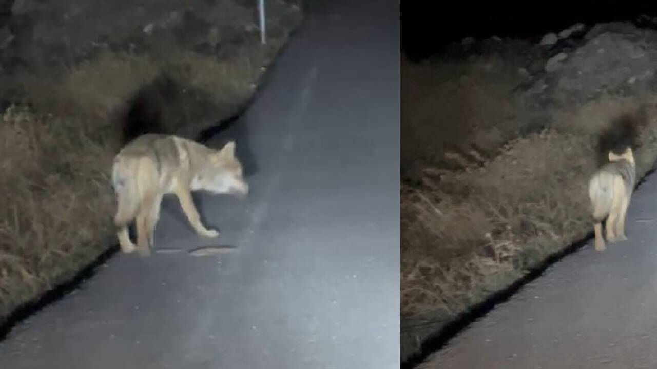 Hakkari'de aç kalan kurtlar şehre indi! O anlar tedirginliğe neden oldu - 2. Resim
