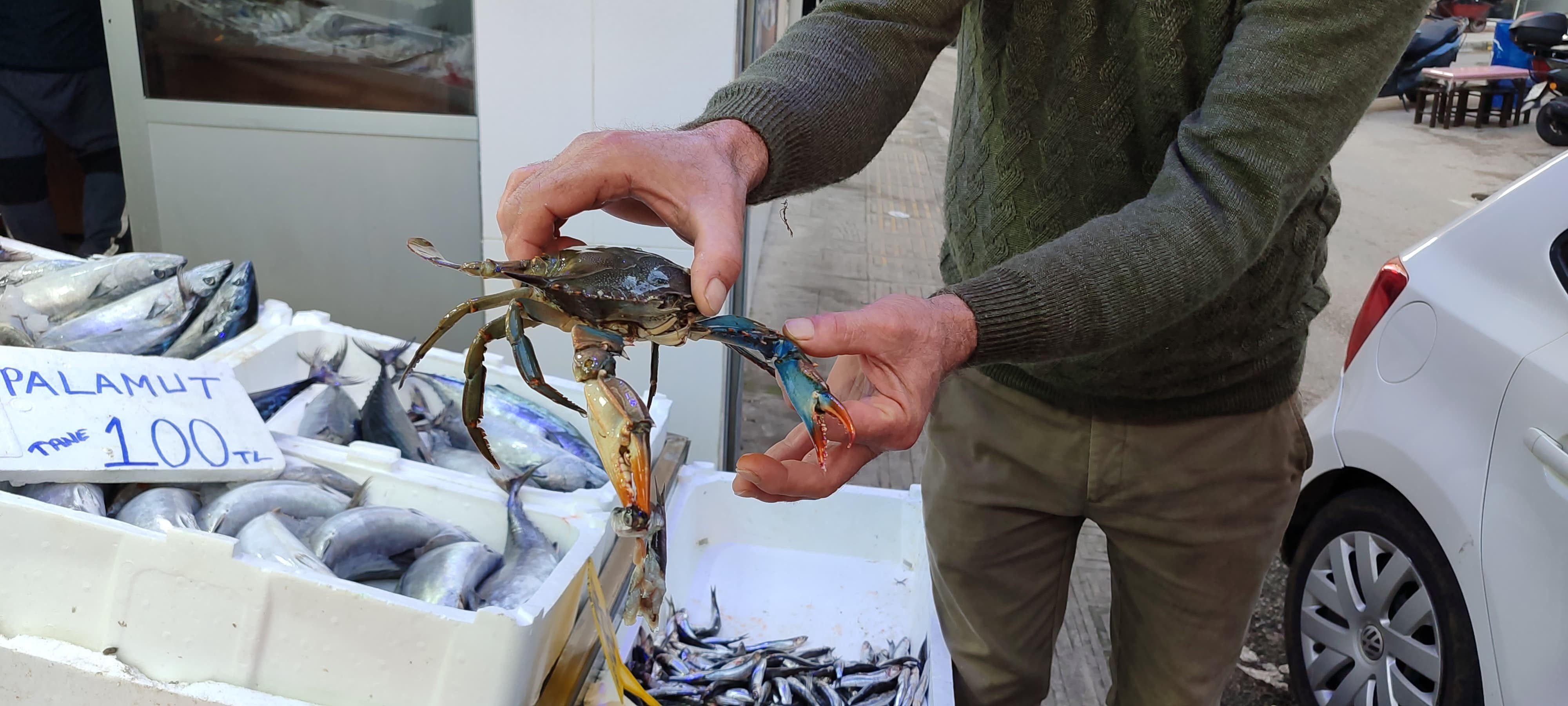 Nadir görülüyor! Sinop'ta ağa takılan kocaman hayvan şaşırttı - 1. Resim