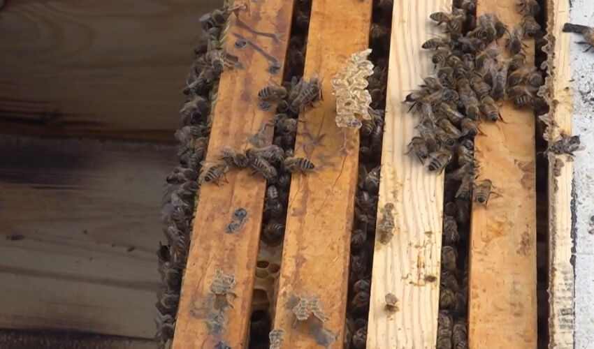 Devlet desteğiyle işlerini büyüttü! Şimdi 20 ülkeye gönderiyor, siparişlere zor yetişiyor - 2. Resim