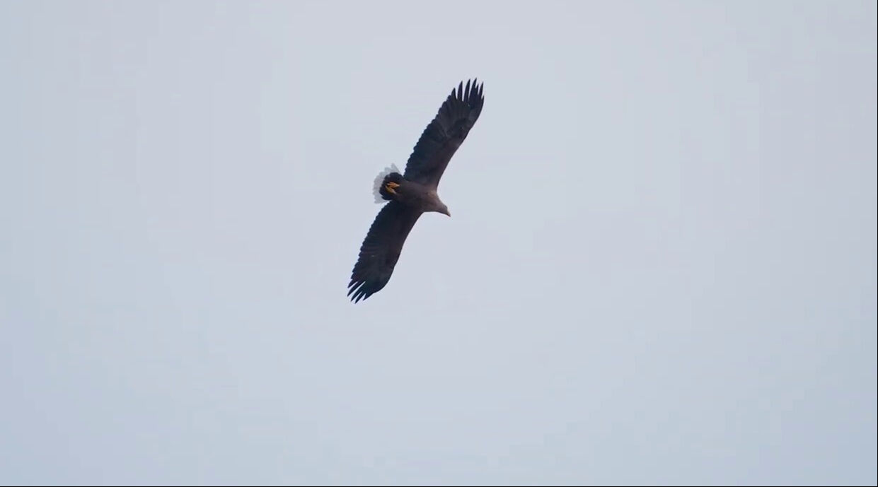 Avrupa'nın en büyük Kartal'ı Sivas'ta görüntülendi - 1. Resim