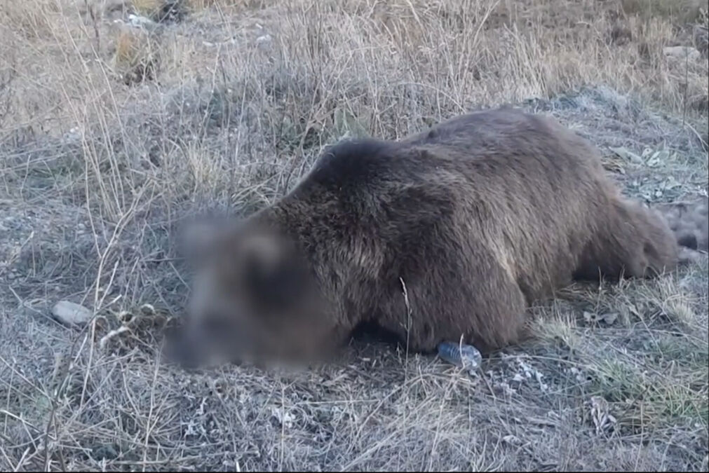 Trajik kaza! Kars'ta bir araç boz ayıya çarptı Trajik kaza! Kars'ta bir araç boz ayıya çarptı - 1. Resim