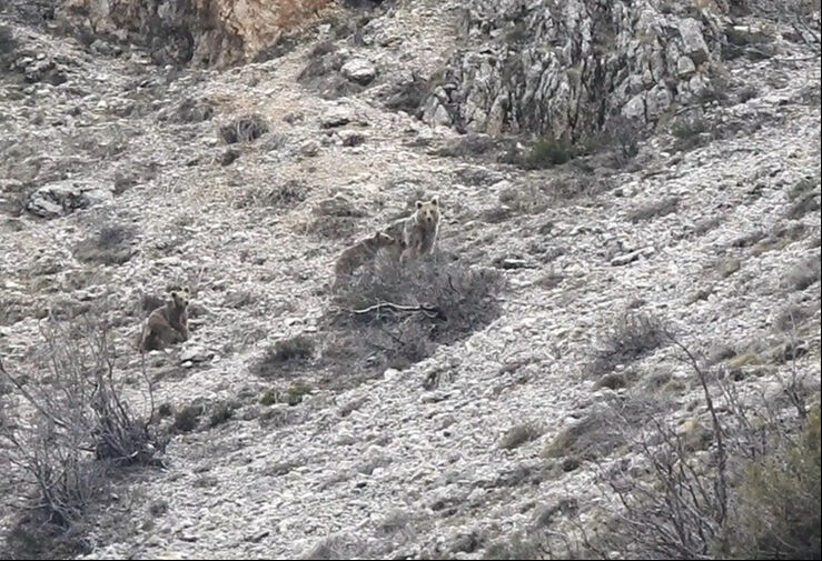 Yer Türkiye! Boz ayıyı görenler şoke oldu - 2. Resim