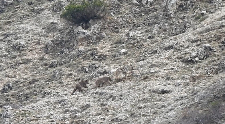 Yer Türkiye! Boz ayıyı görenler şoke oldu - 1. Resim