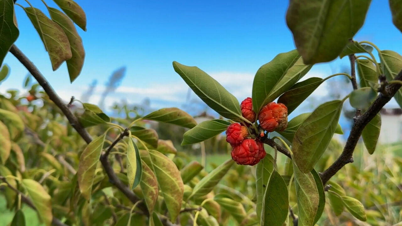 Bahçesinde 32 ülkeden fidan var! Trabzonlu akademisyen: Anti kanser özelliği ile bilinen pawpaw meyvesini getirdik - 2. Resim