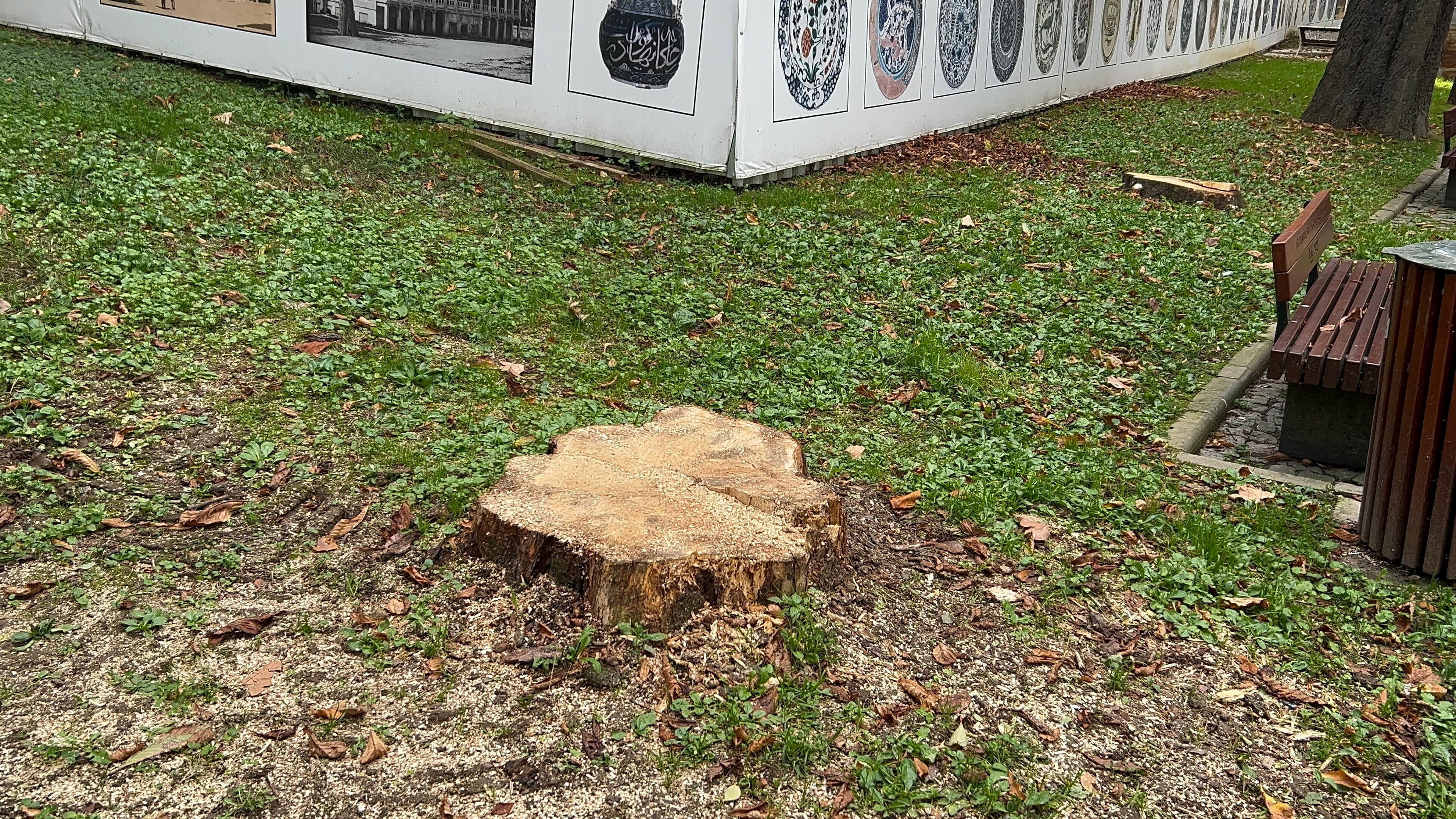 Önce Dolmabahçe şimdi Gülhane... İBB'nin ağaç kıyımı Önce Dolmabahçe şimdi Gülhane... İBB'nin ağaç kıyımı - 2. Resim