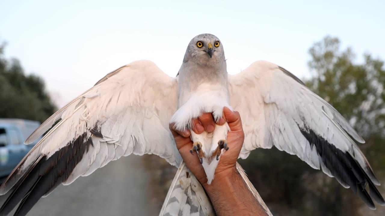 Sibirya'yla Nijerya arasından bilgi getiriyor! Uydudan izlenen "Bozkır Delicesi" sayısında Iğdır rekor kırdı
