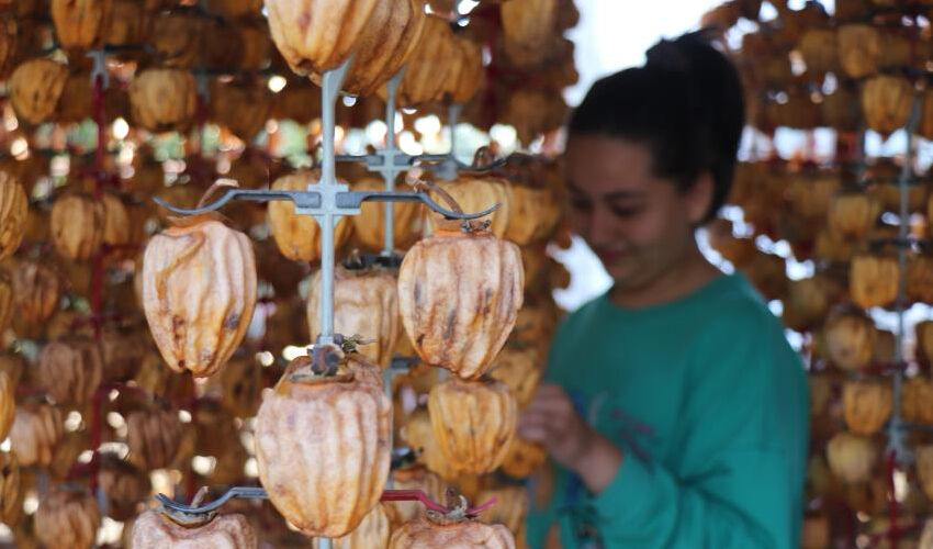 Verim yüzde 40 arttı! Tek tek asılıp kurutuluyor, Türkiye’nin dört bir yanından alıcısı var - 4. Resim