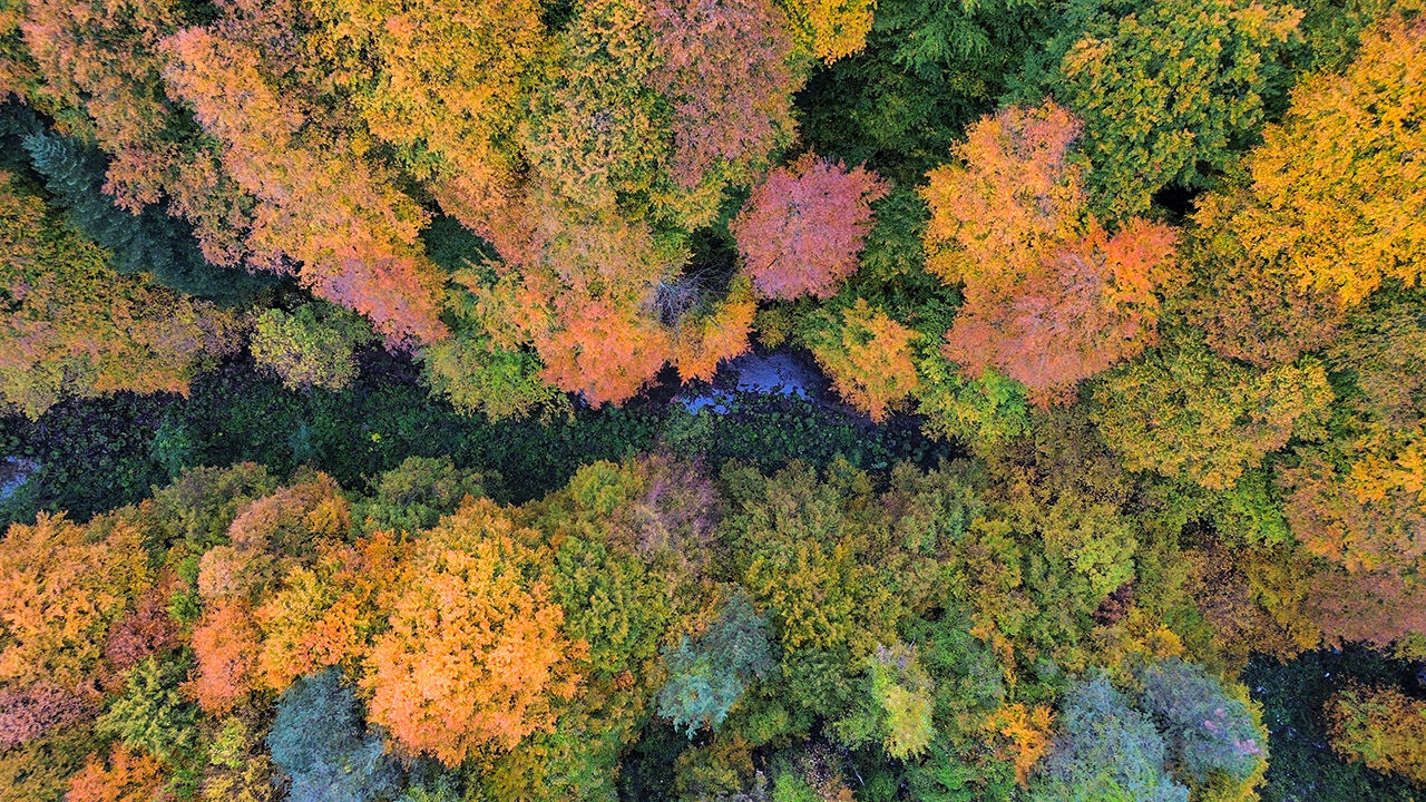 Arşivlik kareler | Bursa'nın İnegöl'de sonbahar renkleri - 3. Resim