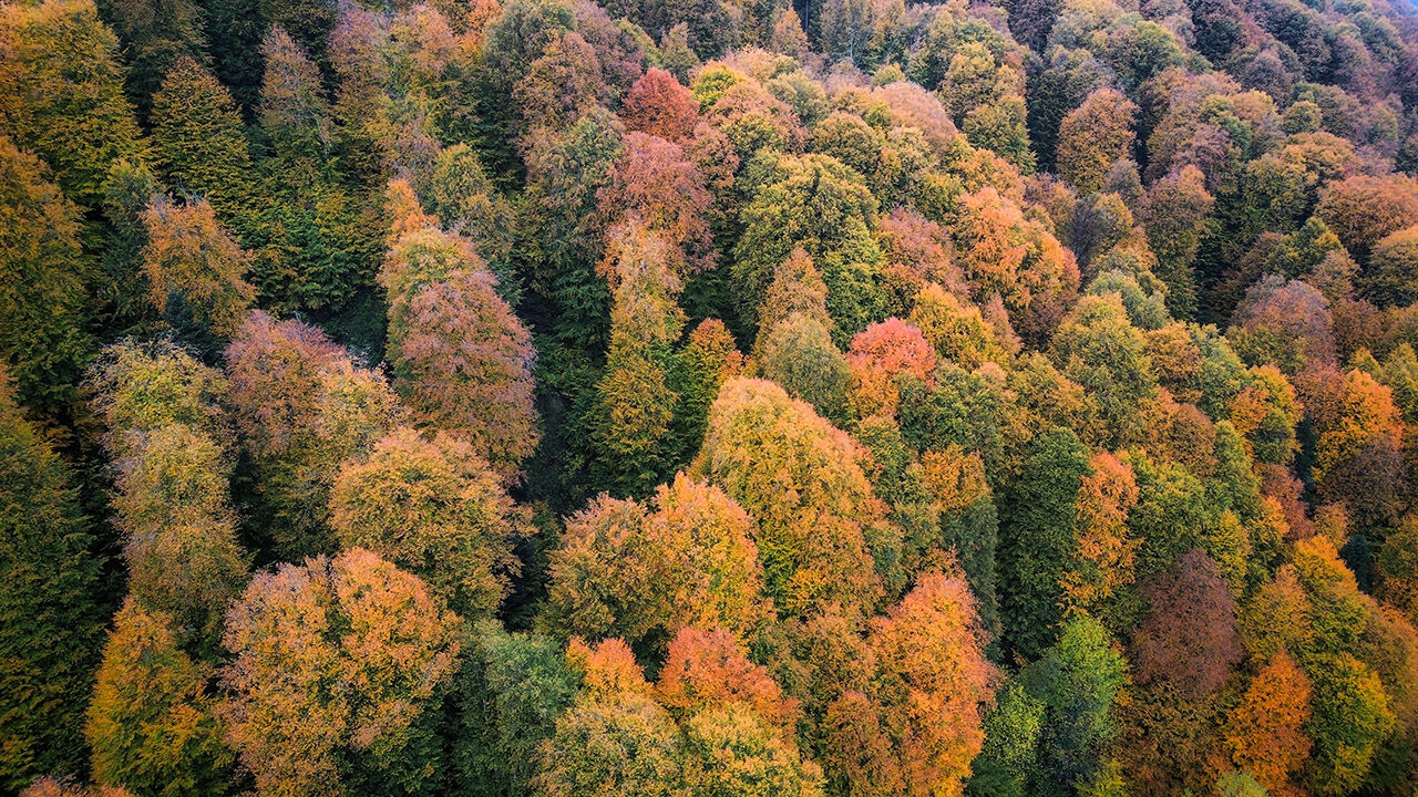 Arşivlik kareler | Bursa'nın İnegöl'de sonbahar renkleri - 9. Resim