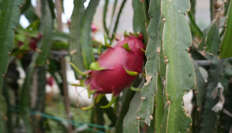 Bilecik'te yaşayan Mehmet Kılıç'ın internette gördüğü meyve ile hayatı değişti - 5. Resim