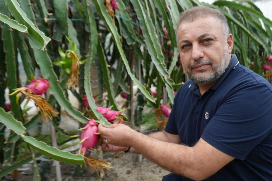 Bilecik'te yaşayan Mehmet Kılıç'ın internette gördüğü meyve ile hayatı değişti - 2. Resim